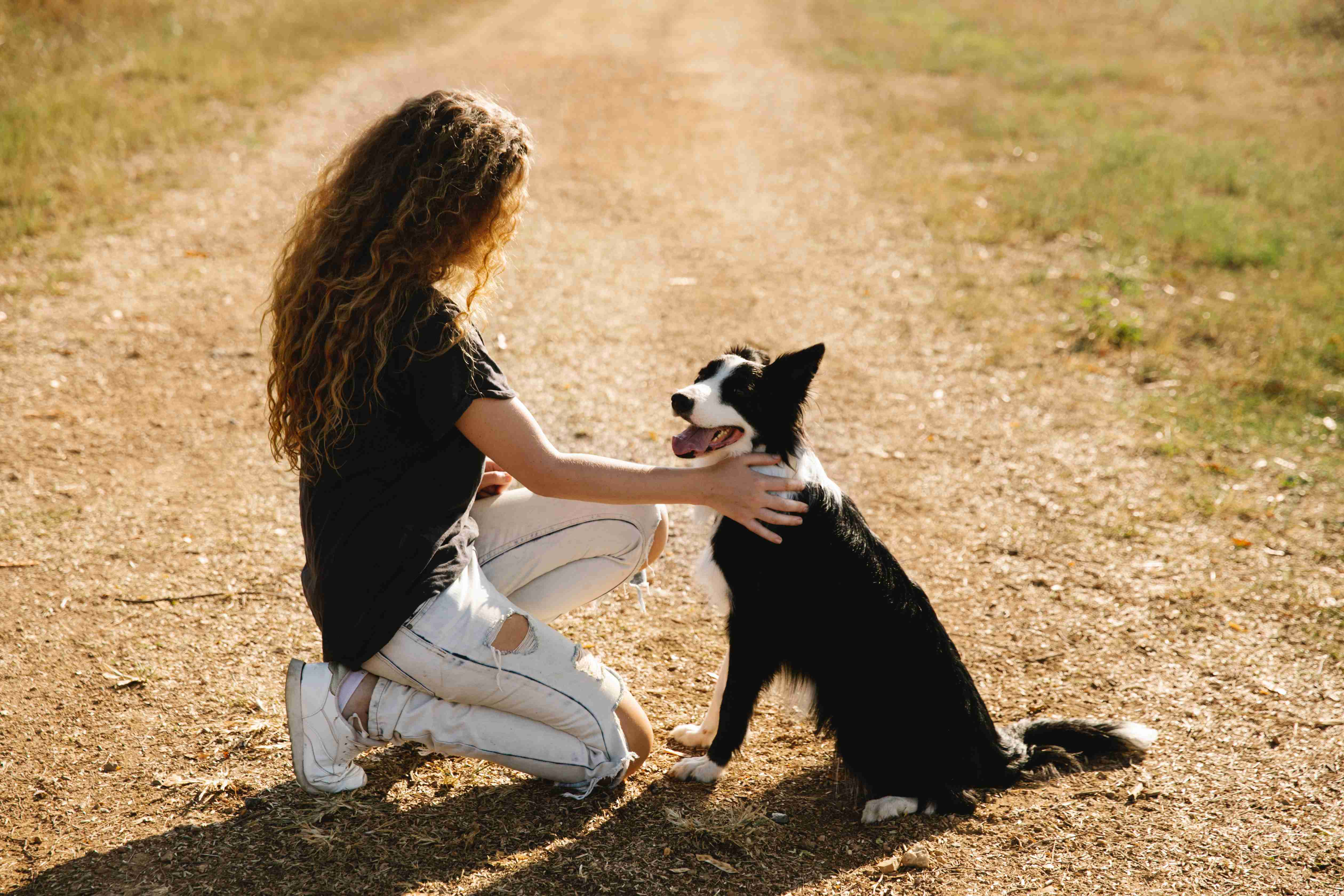 Training Your Border Collie to Be Comfortable Alone in a Hotel Room: Tips and Tricks